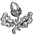Progenitor Symbol Acorn slipped and leaved.GIF